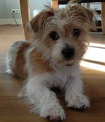 Jack russell shih tzu mix. Top 9 Best Amazing And Adorable Shih Tzu Cross Breeds