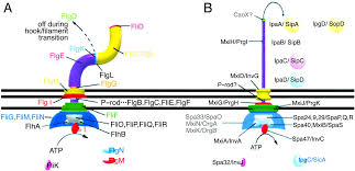 Check spelling or type a new query. Type Iii Secretion Systems And Bacterial Flagella Insights Into Their Function From Structural Similarities Pnas