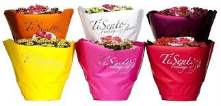 Kalanchoe Calandiva Mix Potsize 23 Tisento Elegance Hoes Tuinieren