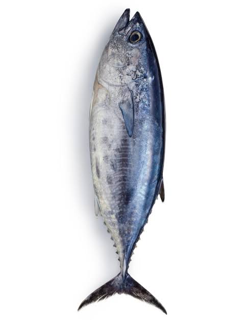 Tuna Fish in Karachi, Pakistan With Free Home Delivery In 3 Kg.
