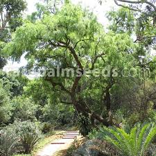 Image result for Acacia karroo