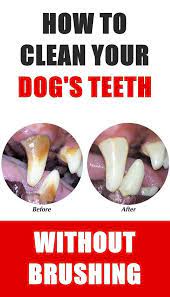 How To Clean Your Dog S Teeth Without Brushing Dog Teeth Cleaning Dog Teeth Teeth Cleaning