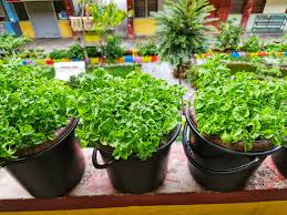 Dalam melakukan kegiatan berkebun pada lahan sempit seperti di kebun belakang rumah, tentunya ada beberapa aturan yang harus diketahui. Nak Mudah Tanam Sayur Boleh Guna Kaedah Hidropot Siram Seminggu Sekali Tak Kotor Mudah Nak Alih Vanilla Kismis