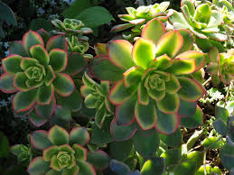 Leaves fall or old leaves off, flat on the subhumid soil above, or covered. How To Propagate A Kiwi Aeonium World Of Succulents