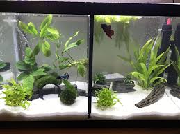 Divided Betta Fish Tank Visit Our Website To Buy Fresh Water Fish Tank Betta Fish Tank Fish Tank Themes
