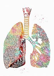 Print Digital Art Lungs Art By Erzebet S Lungs Art Art Anatomy Art