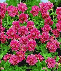 Winterharte Geranie Rote Burcs Double 2 Knollen Geranien Winterharte Stauden Bodendeckerrosen