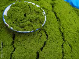 Image result for Wolffia globosa