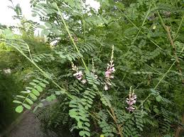 Image result for Indigofera torrei