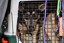 Maybe you would like to learn more about one of these? Lynnwood Paws Shelter Welcomes Van Filled With California Cats And Dogs All Needing A Forever Home My Edmonds News