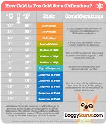 I'm sure you've found your cat on occasion nestled deep in your clean this is definitely a factor in how they respond to the cold. Chihuahua Cold Weather How To Keep A Chihuahua Warm In Winter