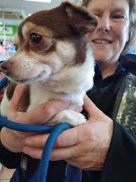 Just rescued this dog off the road in Claregalway. If you know who this dog  belongs to Contact Pauline