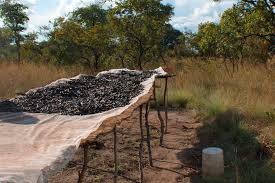 Image result for Magnistipula sapinii