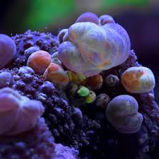 Powerball mushroom for sales and a few other shrooms buyer paid $45 overnight priority shipping charge. Powerball Reeftank