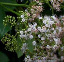 Image result for Ehretia cymosa