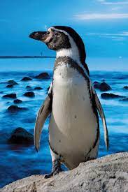 Flightless Bird Height Mass Facts Britannica