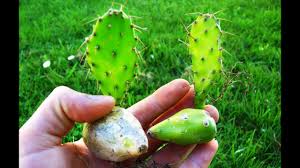 How to grow and propagate opuntia in your garden by linda hagen. Prickly Pear Cactus Growing Out Of A Fruit Youtube