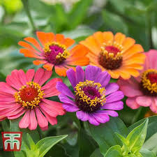 Zinnia 'ice queen' is a good choice for the front of the border. Zinnia Forecast Thompson Morgan