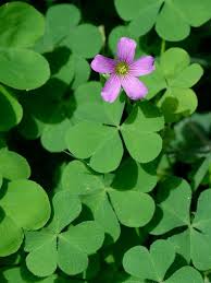 Image result for Oxalis purpurascens