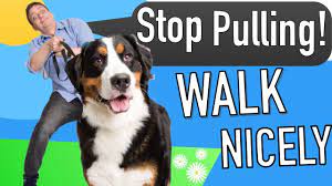 We did not find results for: How To Teach Your Dog To Walk On Leash Youtube