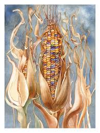Ornamental Corn Artist Irina Vinik C 2014 2015 Watercolor Art Botanical Corn Painting Corn Drawing Botanical Art