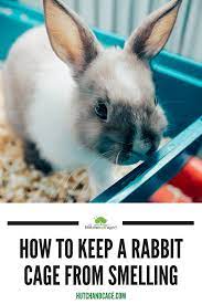 How To Keep A Rabbit Cage From Smelling In 2020 Pet Rabbit Care Rabbit Cage Pets