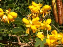 Image result for Senna bicapsularis