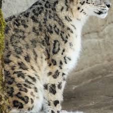 Amazon Com Snow Leopard Wallpaper Hd Wallpapers Of Snow Leopards Appstore For Android Every image can be used for free for both commercial and personal uses thanks to the unsplash community's photographers. snow leopard wallpaper hd wallpapers