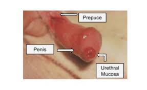 Image result for Urethral Prolapse