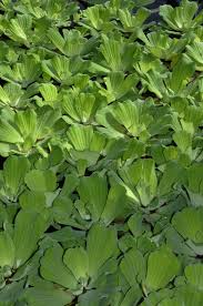 Image result for Pistia