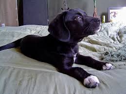 Beagle Lab Mix Puppy Black And White Samson The Black Lab Beagle Mix Beagle Lab Mixes Beagle Mix Beagle Dog