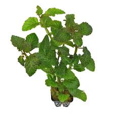 Image result for Hyptis