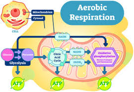 In what organelle does cellular respiration occur? Cellular Respiration Types Aerobic Respiration Anaerobic Respiration Biological Oxidation