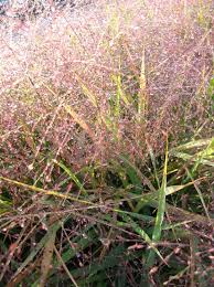 Image result for Eragrostis dinteri