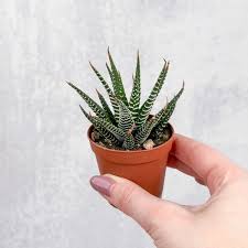 Image result for Haworthia