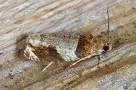 Image result for Hunteria myriantha