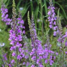 Image result for Triraphis purpurea