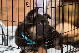 2 day free shipping on 1000s of products! Where To Put A Dog Crate In Your House Puptraveller