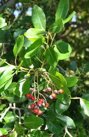 Image result for Apodytes dimidiata