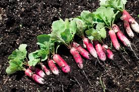 When it appears to be almost an inch across, it is ready to pick. Time To Pick Radishes They Re Quick Brooklyn Farm Girl
