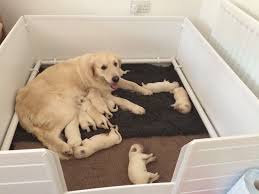 Whelping Box For Pregnant Dog Keep Comfort Place Your Dog Whelping Box One Of The Best Place For A Pregnant Dog And Dog Whelping Box Pregnant Dog Puppy Pens