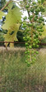 Image result for Pseudopeziza tracheiphila