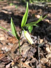 Image result for Clutia sessilifolia