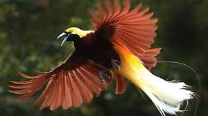 Persebaran fauna asiatis peralihan dan australia di indonesia. Persebaran Flora Dan Fauna Di Indonesia Beserta Gambarnya Contoh