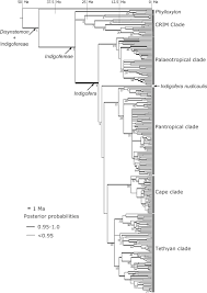 Image result for Microcharis remotiflora