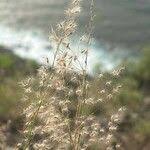 Image result for Tricholaena