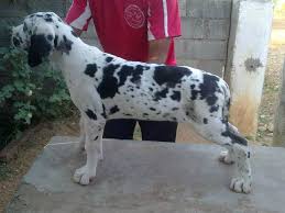 Although both breeds are white with black markings, the dalmatian has spots. Harlequin Great Dane Puppies Great Dane Puppies Harlequin Black Puppies Bangalore Clasf Dane Puppies Great Dane Great Dane Puppy