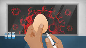 The phoenix fire department is committed to achieving improved vaccine coverage against vaccine preventable diseases. The Us Keeps Millions Of Chickens In Secret Farms To Make Flu Vaccines But Their Eggs Won T Work For Coronavirus Cnn