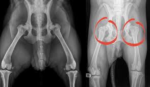 And if you shop around and find centers that can quote a price, the amounts could vary astronomically, a study found. Hip Dysplasia Hip Conditions In Dogs Surgery Costs