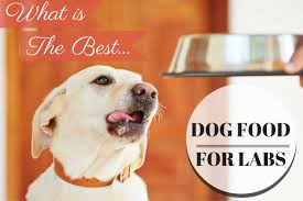 discover the types of dog food that is best for your labs